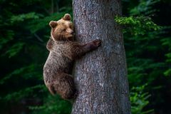 Junger, ängstlicher Braunbär