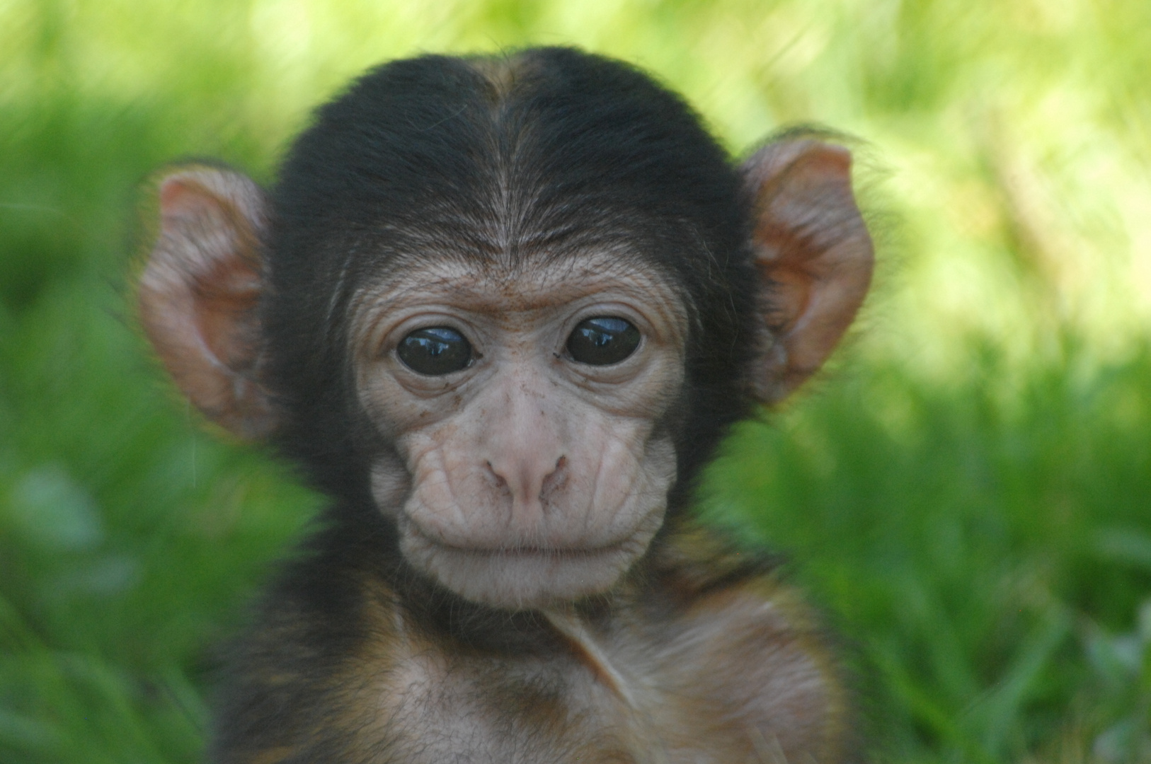 junger Affe Foto & Bild tiere, zoo, wildpark & falknerei, natur