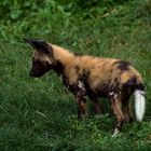 Junger afrikanischer Wildhund