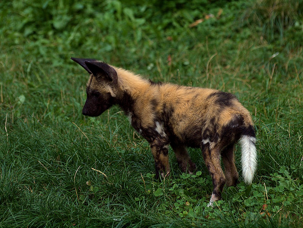 Junger afrikanischer Wildhund