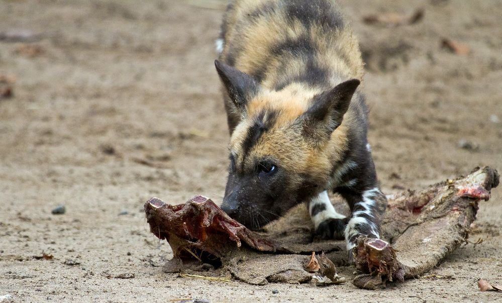 Junger Afrikanischer Wildhund