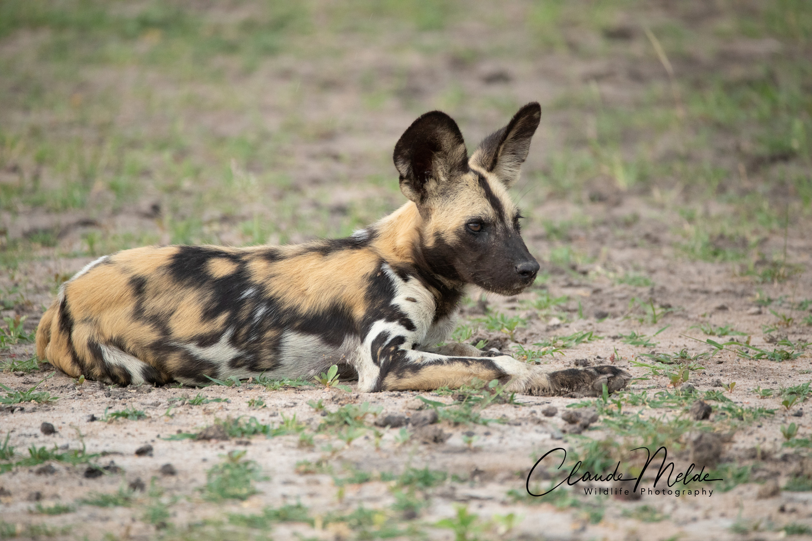 Junger afrikanischer Wildhund