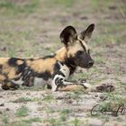 Junger afrikanischer Wildhund