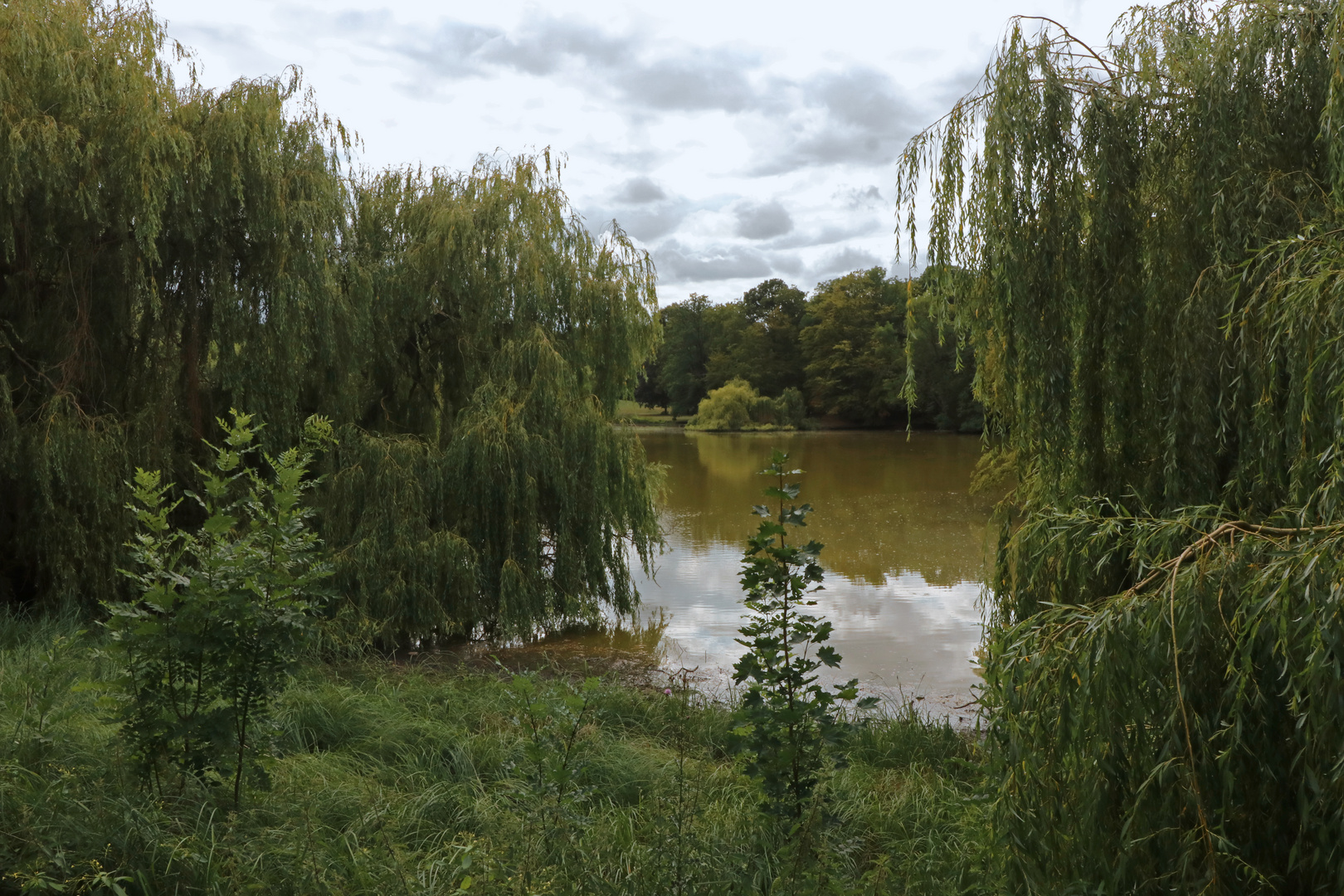 Junger Ahorn, alte Weiden