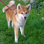 junger Akita Inu Rüde