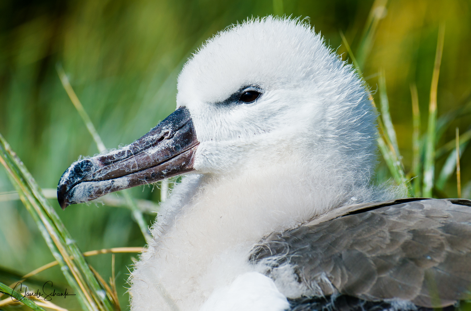 Junger Albatross 