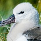 Junger Albatross 