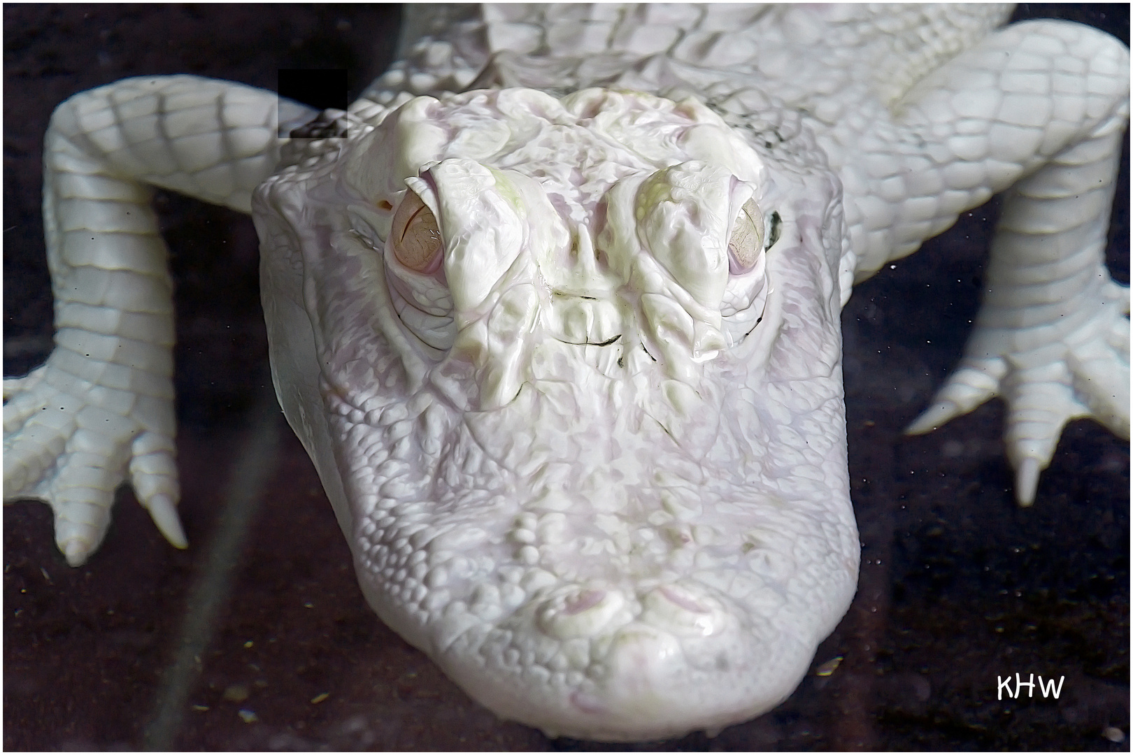 junger Albino-Mississippi-Aligator (Alligator mississippiensis)