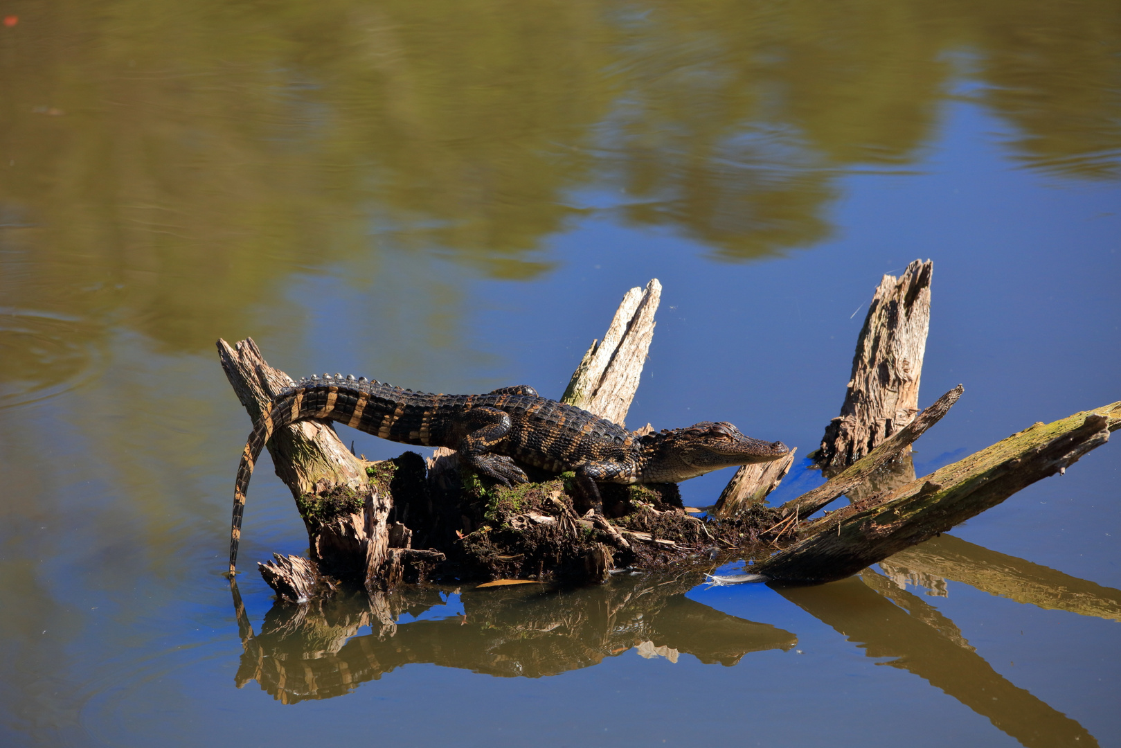 Junger Aligator beim Bad in der Sonne