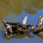 Junger Aligator beim Bad in der Sonne