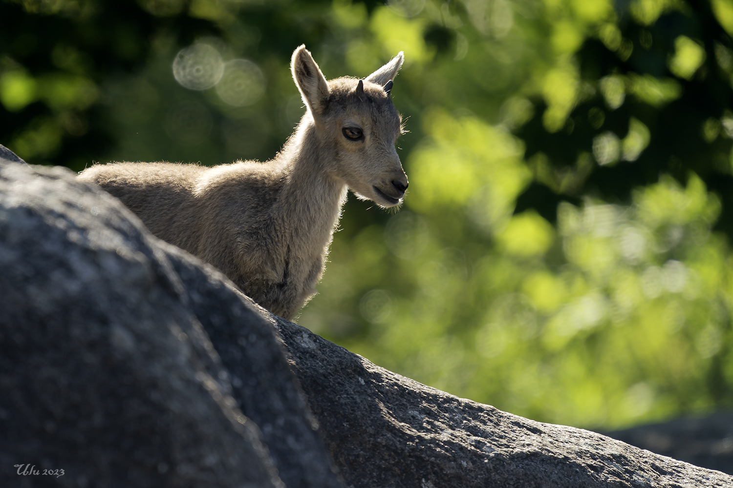 Junger Alpen Steinbock