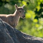 Junger Alpen Steinbock