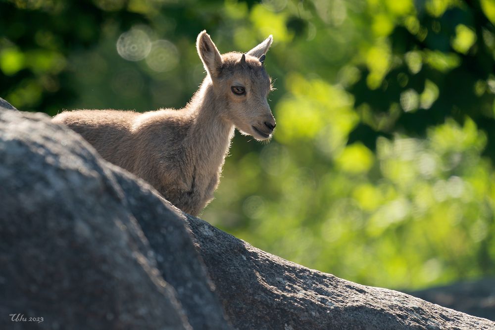 Junger Alpen Steinbock