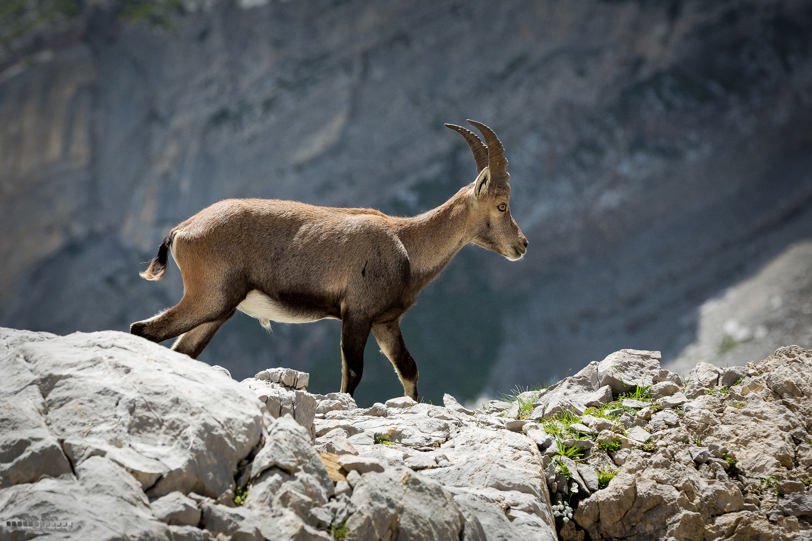 Junger Alpensteinbock