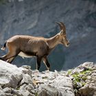 Junger Alpensteinbock