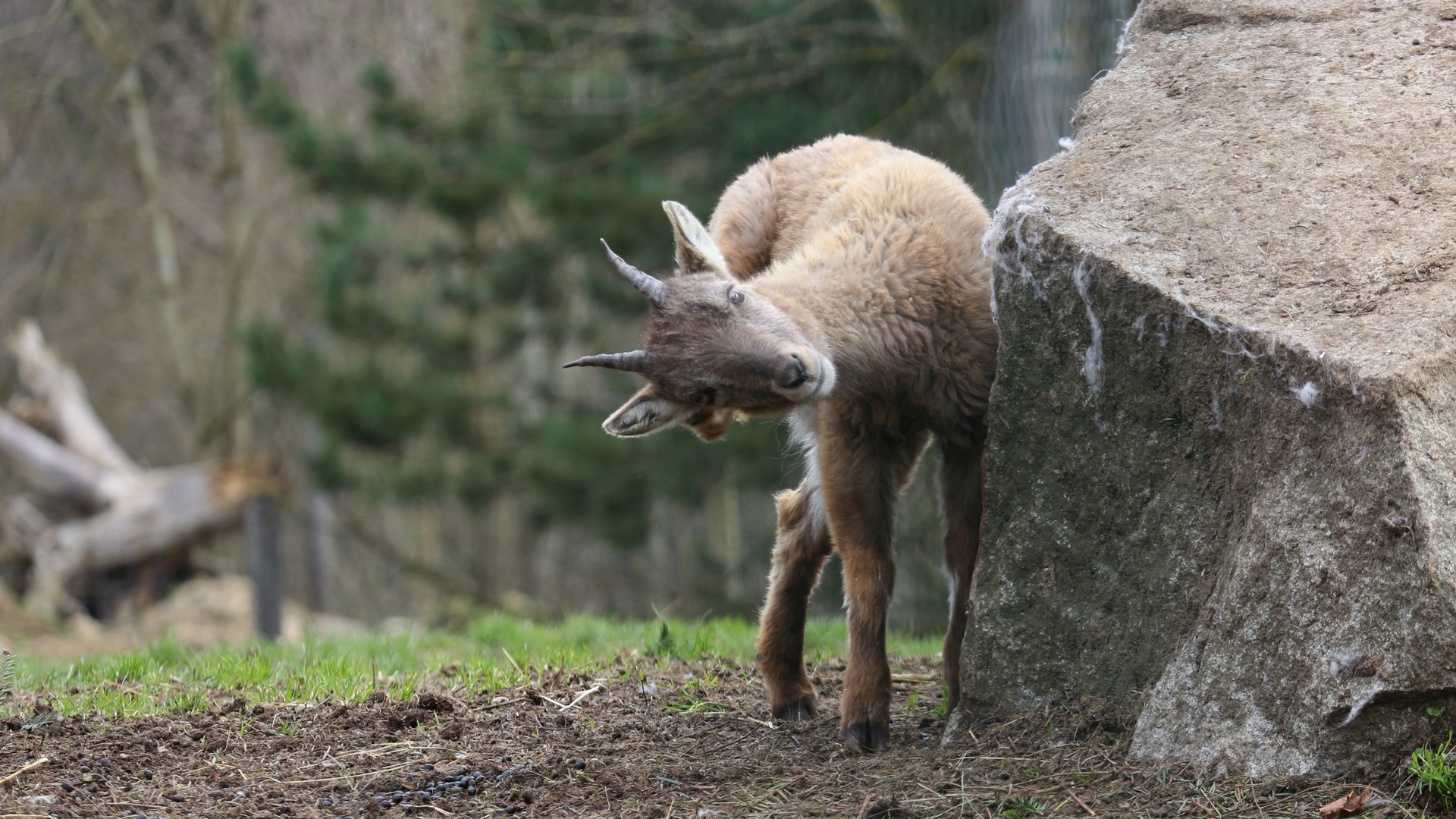 Junger Alpensteinbock