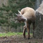 Junger Alpensteinbock