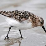 Junger Alpenstrandläufer (Calidris alpina ) auf Nahrungssuche.II