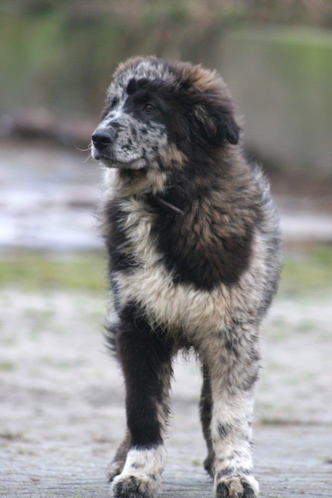 Junger &quot;Altdeutscher Hütehund&quot; vom Farbschlag &quot;Tiger&quot; Foto &amp; Bild