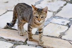 junger Altstadt-Tiger in Rovinj