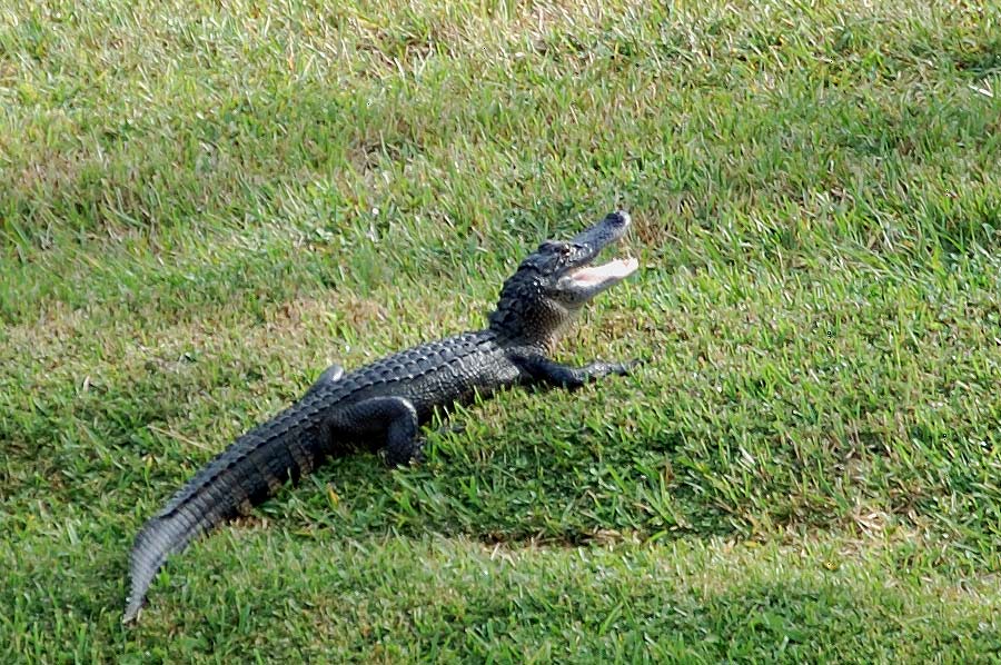 Junger American Alligator ...