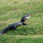 Junger American Alligator ...