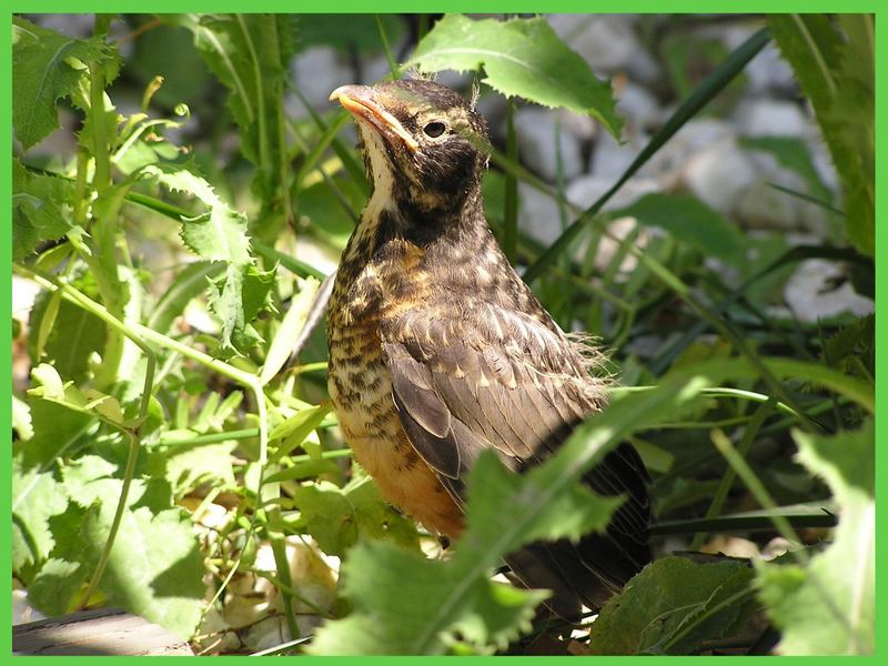 junger American Robin in meinem Garten