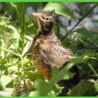 junger American Robin in meinem Garten