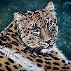 Junger Amur Leopard