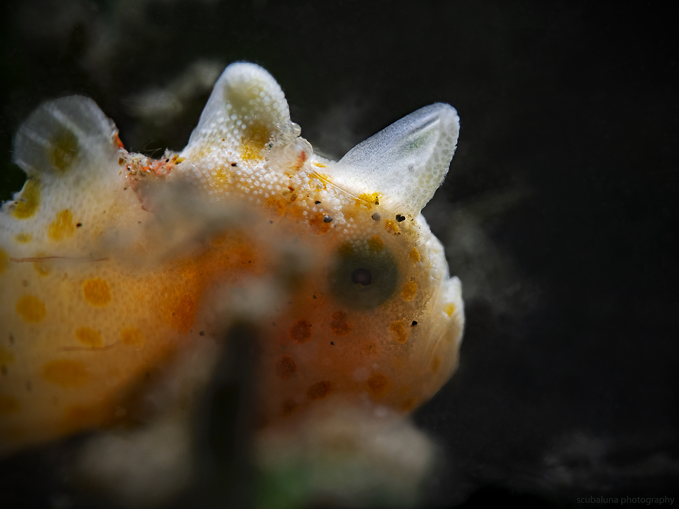 Junger Anglerfisch im Gegenlicht