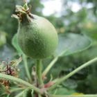 junger Apfel im Walnusstadium