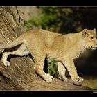 Junger Asiatischer Löwe • Nürnberg, Deutschland (16-21680)