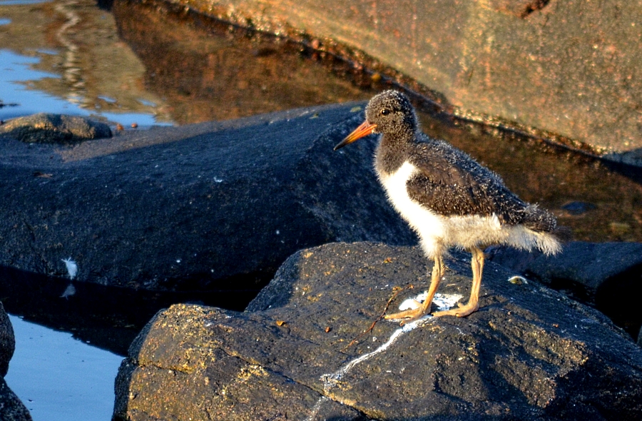 Junger Austernfischer auf der Insel Senja in Norwegen