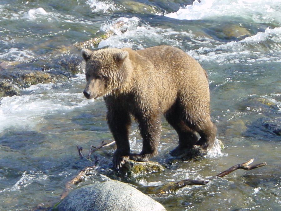 Junger Bär bei den Brooks Falls