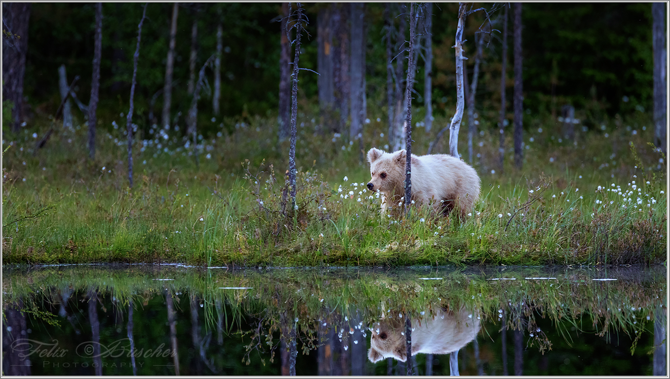 Junger Bär