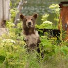 junger Bär schaut neugierig