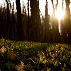 Junger Bärlauch im Sonnenschein