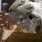 junger Bairds´s Tapir