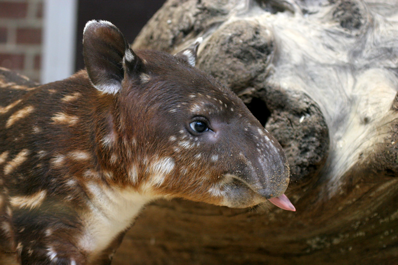 junger Bairds´s Tapir