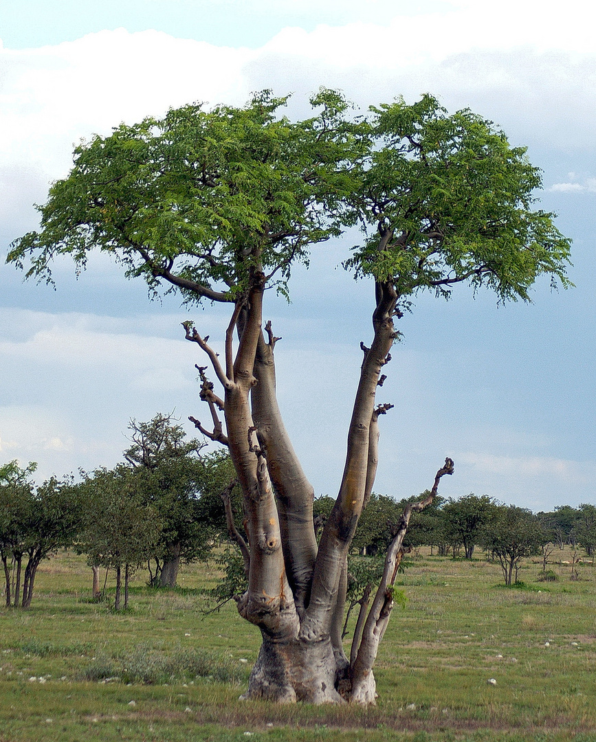 Junger Baobab