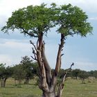 Junger Baobab