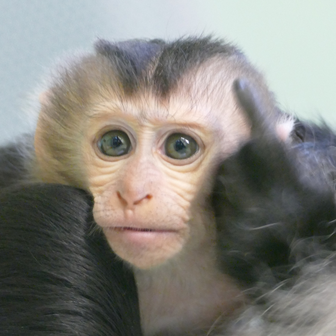 junger Bartaffe im Kölner Zoo