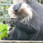 junger Bartaffe im Kölner Zoo