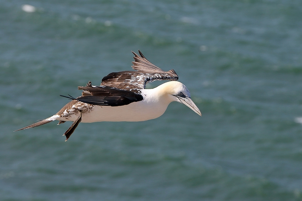 Junger Basstölpel auf Helgoland