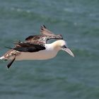 Junger Basstölpel auf Helgoland