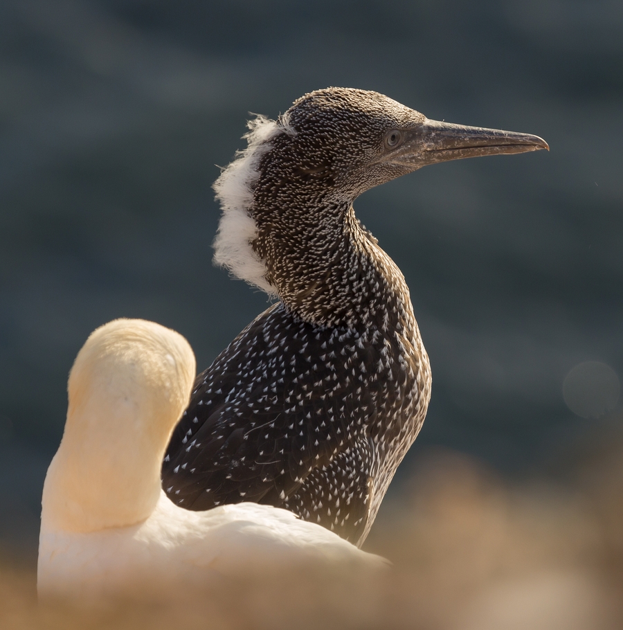 junger Basstölpel auf Helgoland