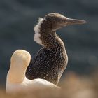 junger Basstölpel auf Helgoland