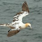 Junger Basstölpel im Flug