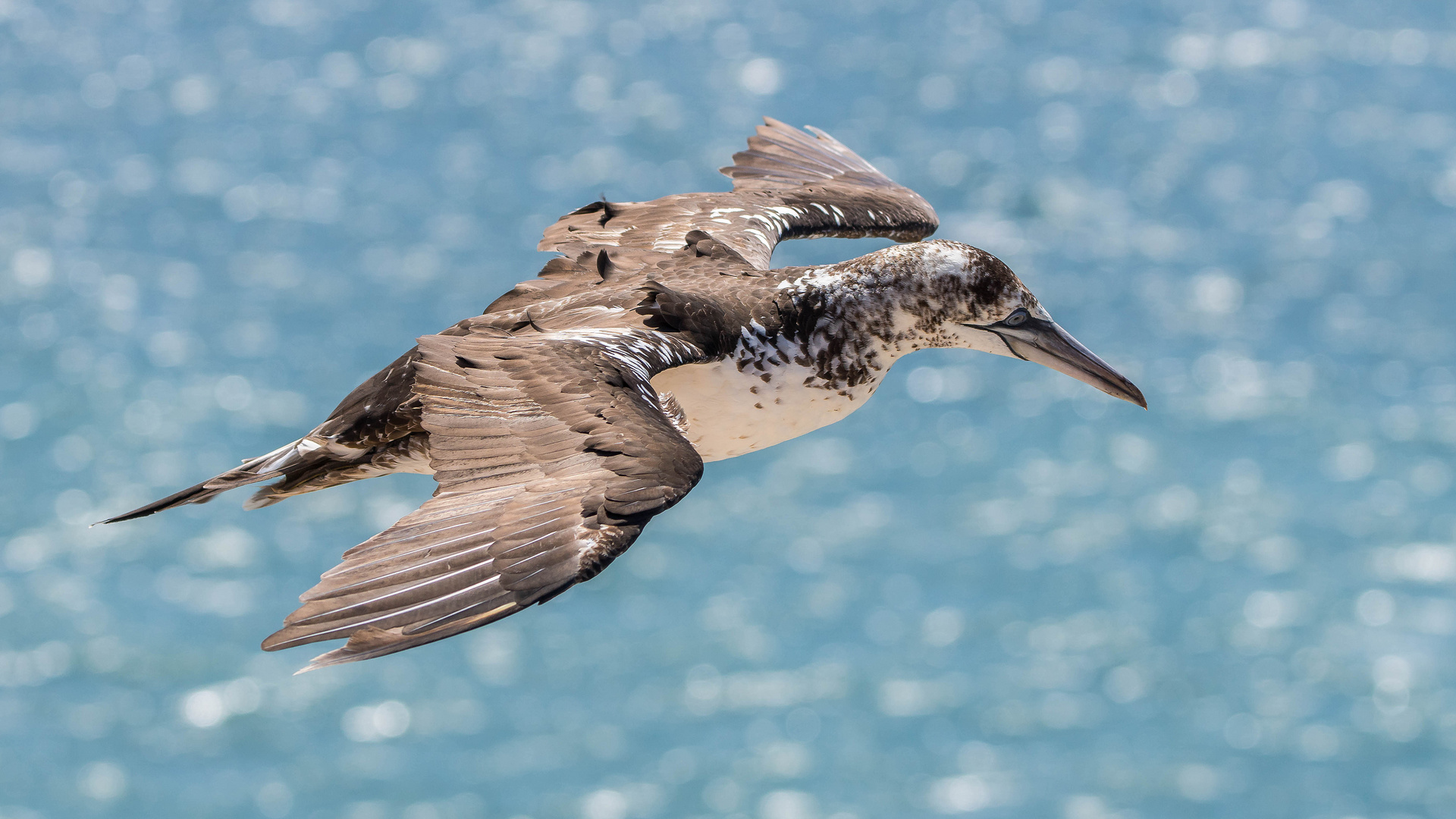 junger Basstölpel im Flug