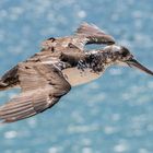 junger Basstölpel im Flug